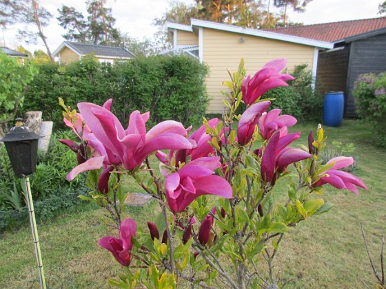 Magnolia  
                                 
2021-05-24 Magnolia_0024  
Granudden  
Färjestaden  
Öland