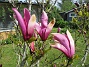 Magnolia  
                                 
2021-05-24 Magnolia_0001b