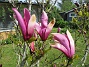                                 (2021-05-24 Magnolia_0001b)