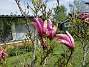 Magnolia  
                                 
2021-05-24 Magnolia_0002b