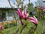                                 (2021-05-24 Magnolia_0002b)