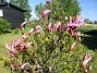                                 (2021-05-24 Magnolia_0002c)