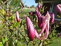                                 (2021-05-24 Magnolia_0006c)