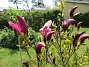                                 (2021-05-24 Magnolia_0009b)