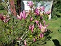                                 (2021-05-24 Magnolia_0012c)