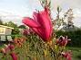                                 (2021-05-24 Magnolia_0016c)