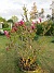 Magnolia  
                                 
2021-05-24 Magnolia_0022