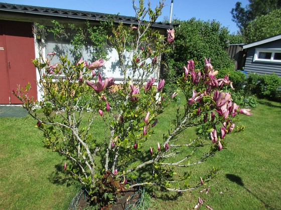 Magnolia  
                                 
2021-05-29 Magnolia_0009  
Granudden  
Färjestaden  
Öland