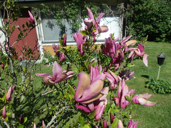 Magnolia  
                                 
2021-05-29 Magnolia_0010  
Granudden  
Färjestaden  
Öland