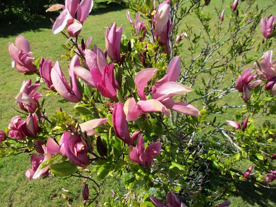 Magnolia  
                                 
2021-05-29 Magnolia_0033  
Granudden  
Färjestaden  
Öland