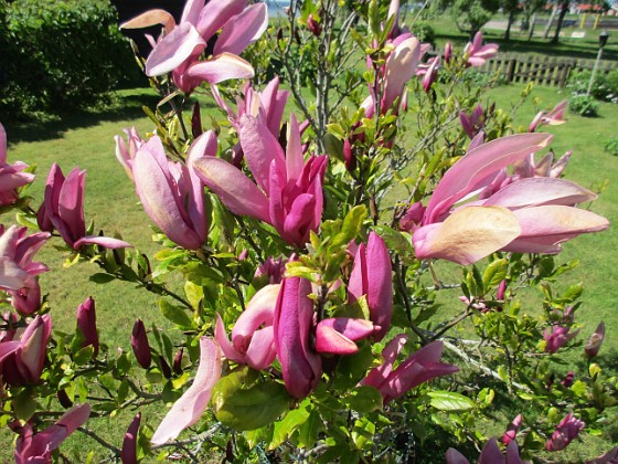 Magnolia  
                                 
2021-05-29 Magnolia_0034  
Granudden  
Färjestaden  
Öland