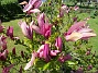                                 (2021-05-29 Magnolia_0034)