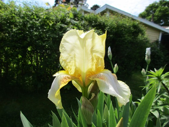 Iris { Iris } 