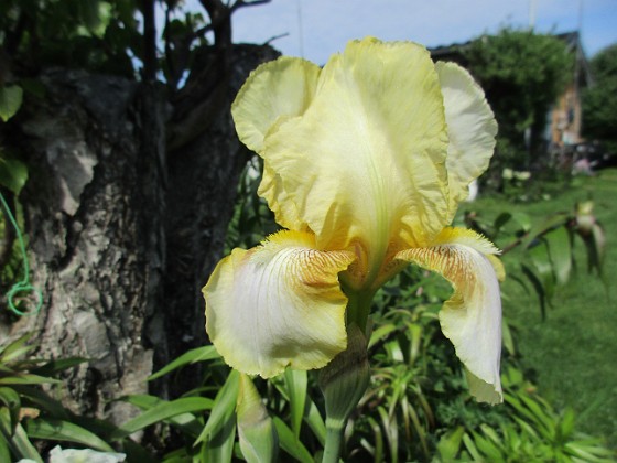 Iris