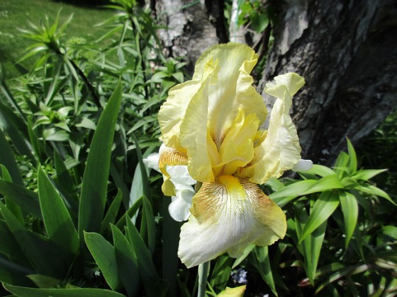 Iris