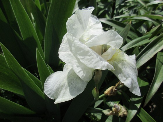 Iris 
Iris