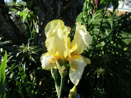 Iris 
Iris