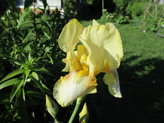 Iris 
                               