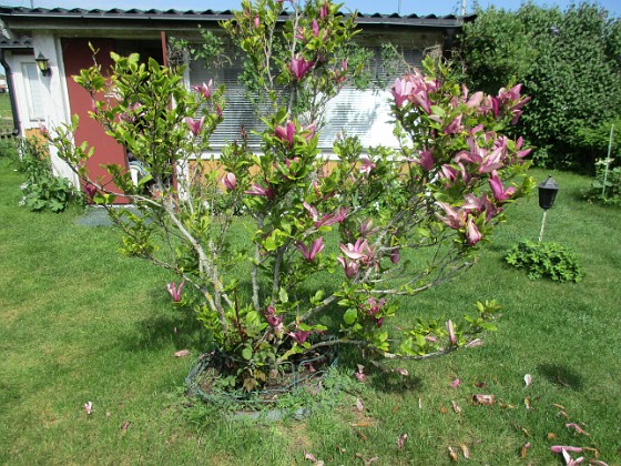 Magnolia  
Magnolia  
2021-06-02 Magnolia_0006  
Granudden  
Färjestaden  
Öland