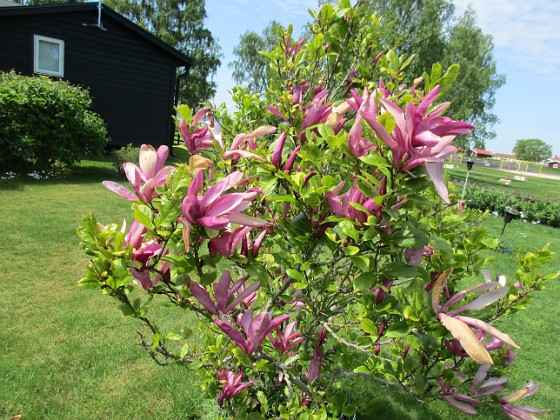                                  
2021-06-02 Magnolia_0009  
Granudden  
Färjestaden  
Öland