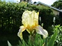 Iris  
Iris  
2021-06-02 Iris_0001