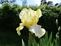  Iris                               (2021-06-02 Iris_0002)