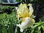 Iris (2021-06-02 Iris_0003)