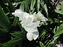 Iris (2021-06-02 Iris_0033)