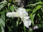 Iris (2021-06-02 Iris_0034)