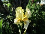 Iris (2021-06-02 Iris_0049)