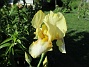                                 (2021-06-02 Iris_0050)