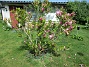 Magnolia (2021-06-02 Magnolia_0006)