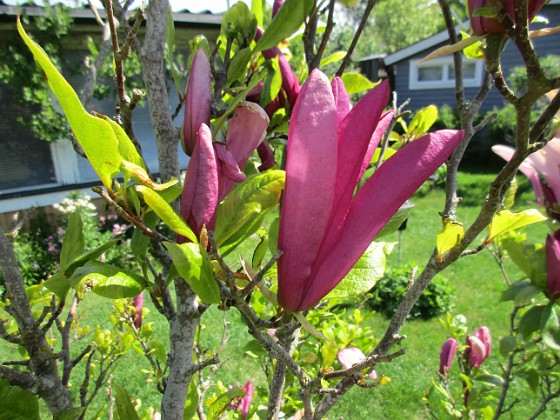 Magnolia  
                                 
2021-06-03 Magnolia_0050  
Granudden  
Färjestaden  
Öland