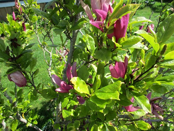 Magnolia  
                                 
2021-06-03 Magnolia_0051  
Granudden  
Färjestaden  
Öland