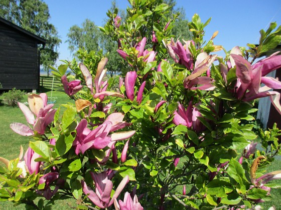 Magnolia  
                                 
2021-06-03 Magnolia_0053  
Granudden  
Färjestaden  
Öland