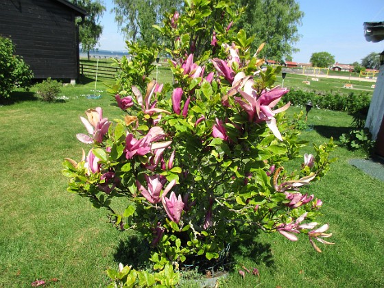                                  
2021-06-03 Magnolia_0054  
Granudden  
Färjestaden  
Öland