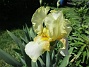                                 (2021-06-03 Iris_0057)