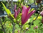 Magnolia  
                                 
2021-06-03 Magnolia_0050