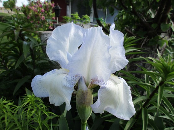 Iris 
                               