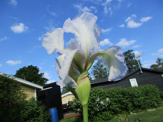 Iris  
                                 
2021-06-04 Iris_0010  
Granudden  
Färjestaden  
Öland