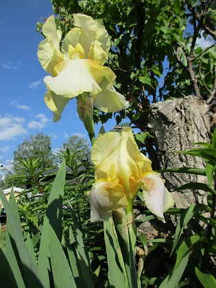 Iris  
                                 
2021-06-04 Iris_0012  
Granudden  
Färjestaden  
Öland