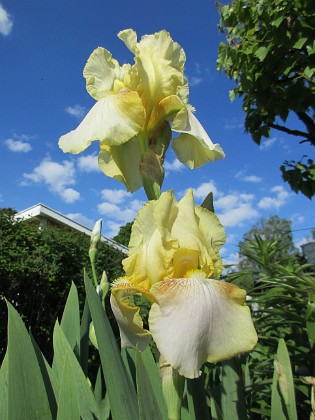 Iris  
                                 
2021-06-04 Iris_0013  
Granudden  
Färjestaden  
Öland