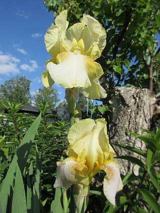 Iris 
                               