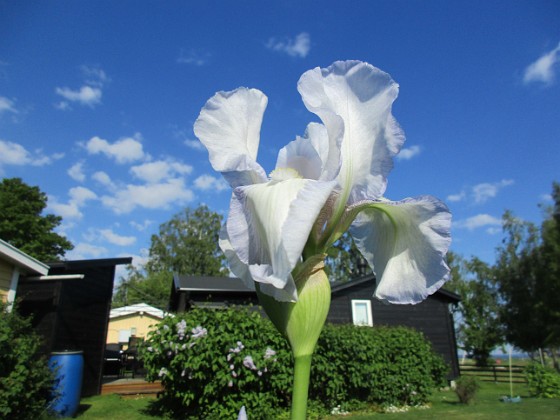 Iris  
                                 
2021-06-04 Iris_0021  
Granudden  
Färjestaden  
Öland