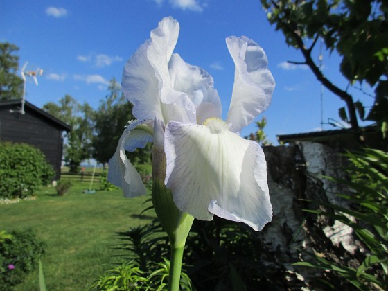 Iris  
                                 
2021-06-04 Iris_0023  
Granudden  
Färjestaden  
Öland