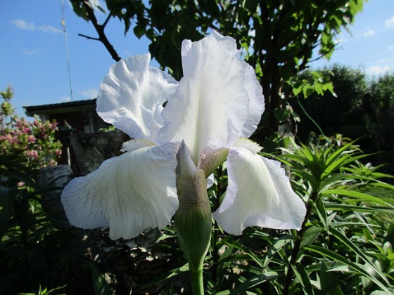 Iris 
                               