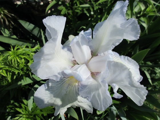 Iris 
                               