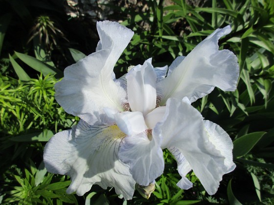 Iris