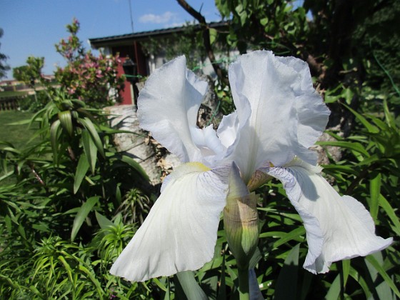 Iris {  } 