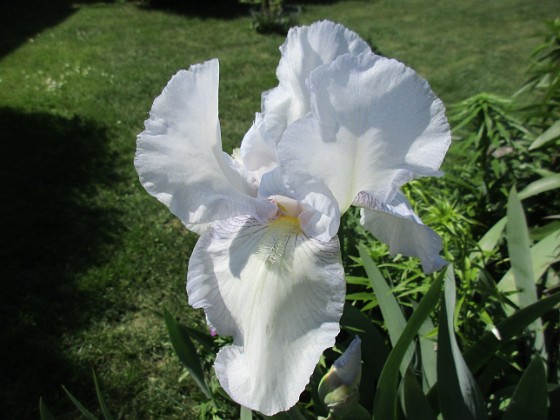 Iris 
                               